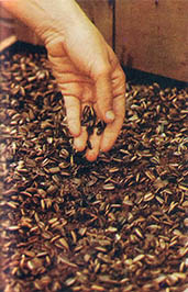 Sunflower Sprouts Image